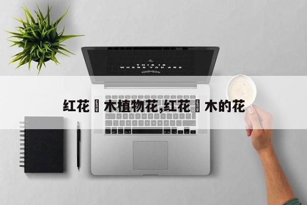 红花檵木植物花,红花檵木的花